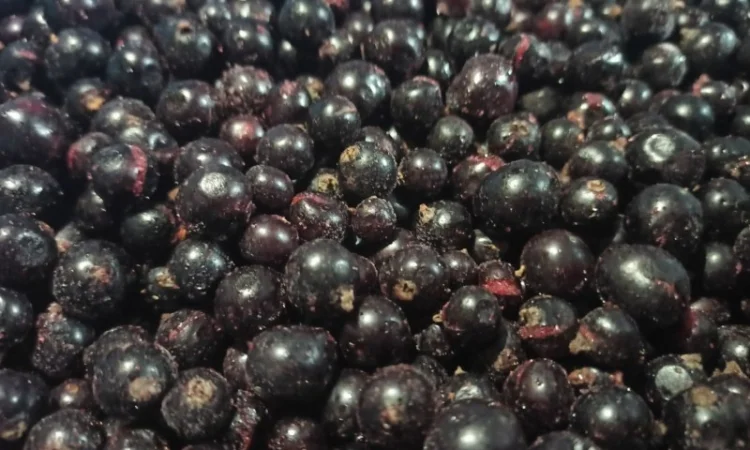 Куплю смородину заморожену - фото № 1