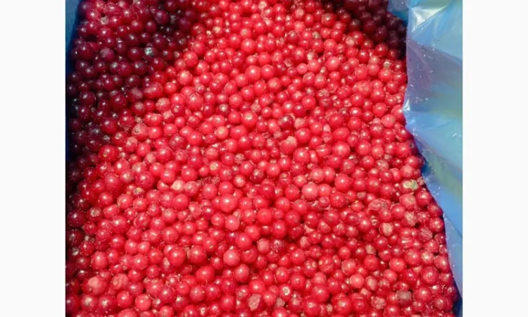 Куплю порічку заморожену - фото № 1