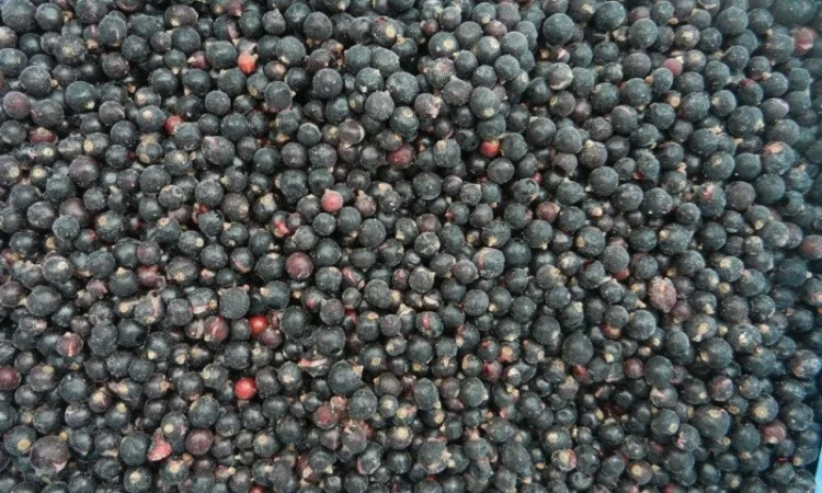 Куплю Смородину замороженную - фото № 1