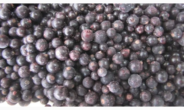 Куплю черную смородину замороженную - фото № 1