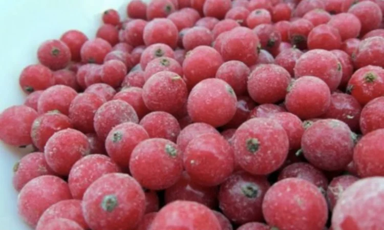 Куплю порічку заморожену - фото № 1