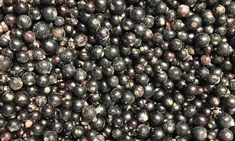 Куплю замороженную смородину - фото № 1