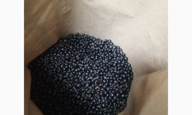 Продам смородину заморожену - фото № 2