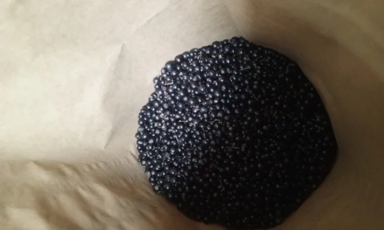 Продам смородину заморожену - фото № 3