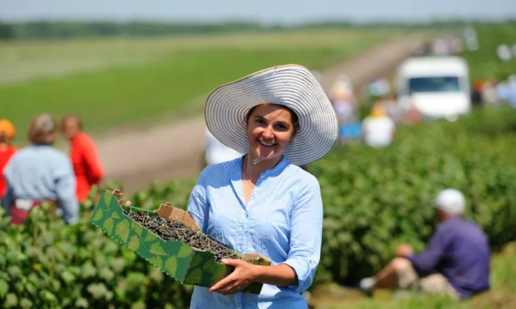 Чорна смородина - фото № 1