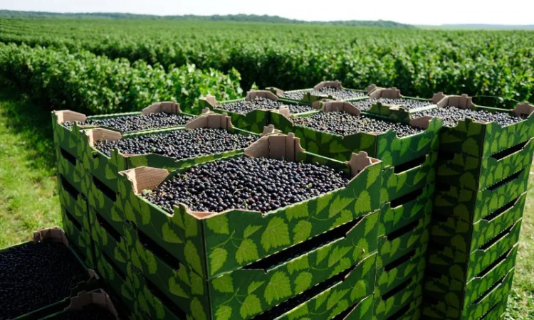 Продам свіжі ягоди - фото № 1