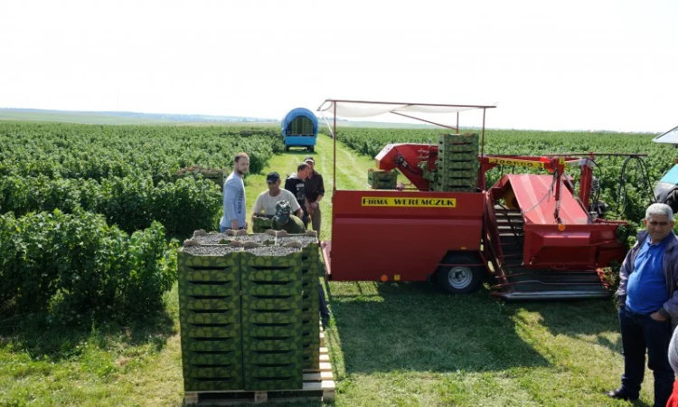 Ягоди чорної смородини - фото № 1