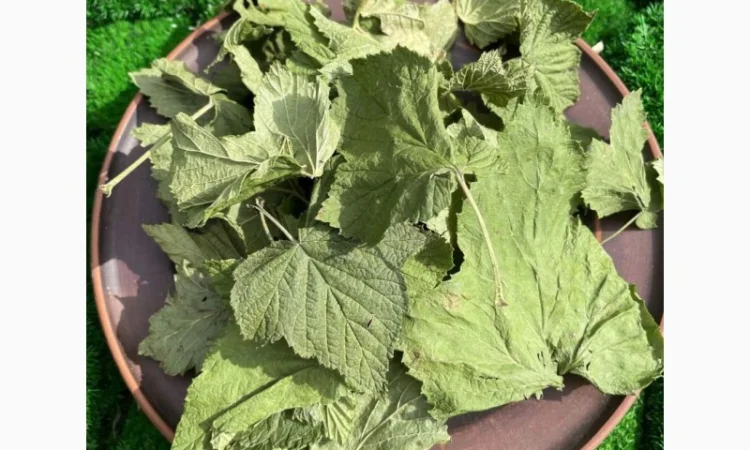 Листя смородини, смородина лист - фото № 1