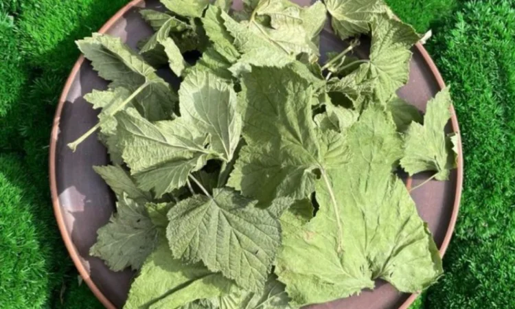 Листя смородини, смородина лист - фото № 2