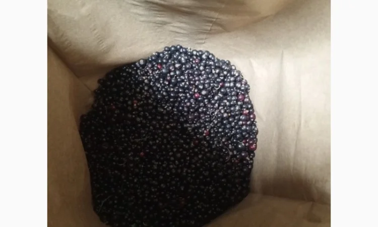 Продам 1400кг смородини - фото № 4