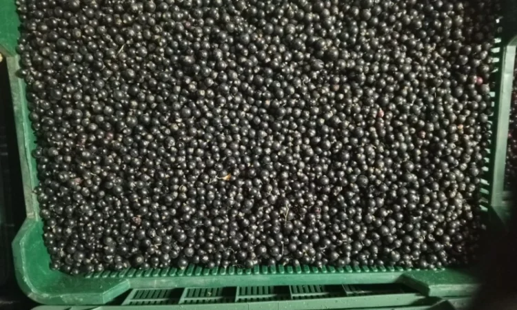 Продам 1400кг смородини - фото № 5