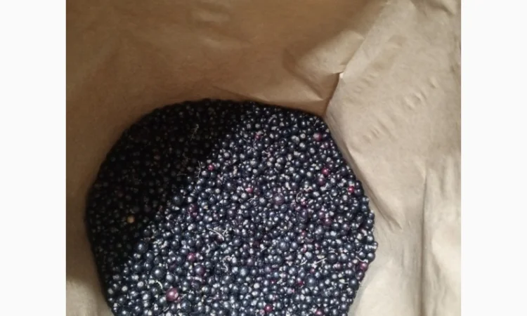 Продам 1400кг смородини - фото № 6