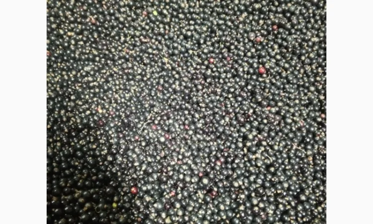 Продам 1400кг смородини - фото № 7