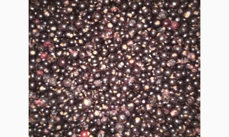 Куплю смородину заморожену - фото № 1