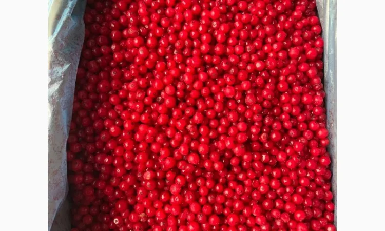 Порічка заморожена - фото № 1