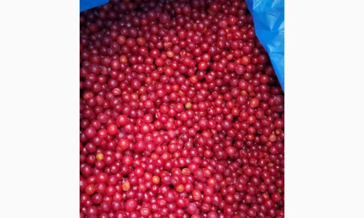 Продам порічку Б клас заморожену - фото № 1