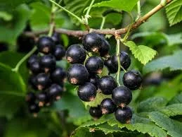 Смородина свіжа. Закупляю - фото № 1