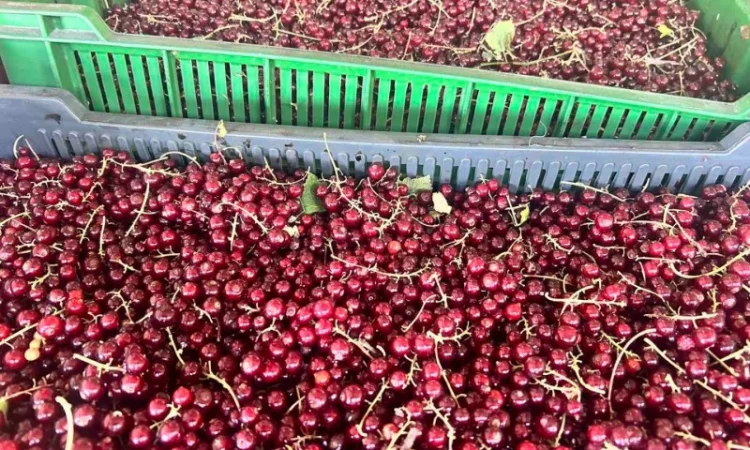 Порічка ягода, Смородина червона - фото № 1