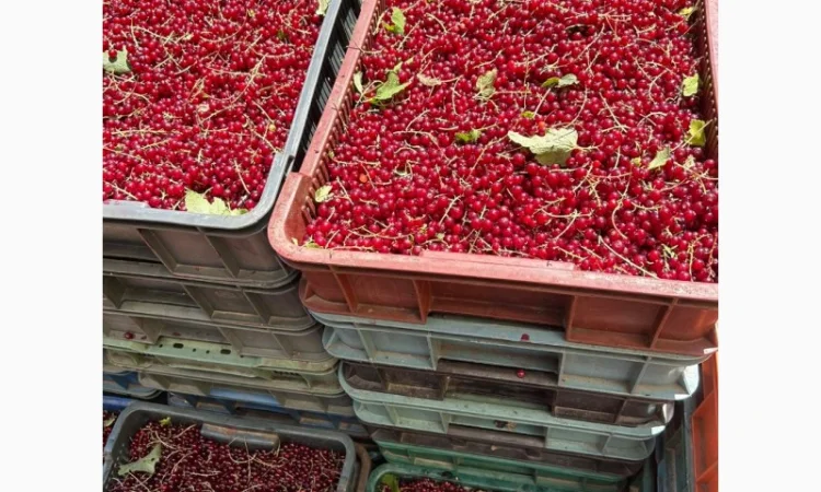 Порічка ягода, Смородина червона - фото № 2