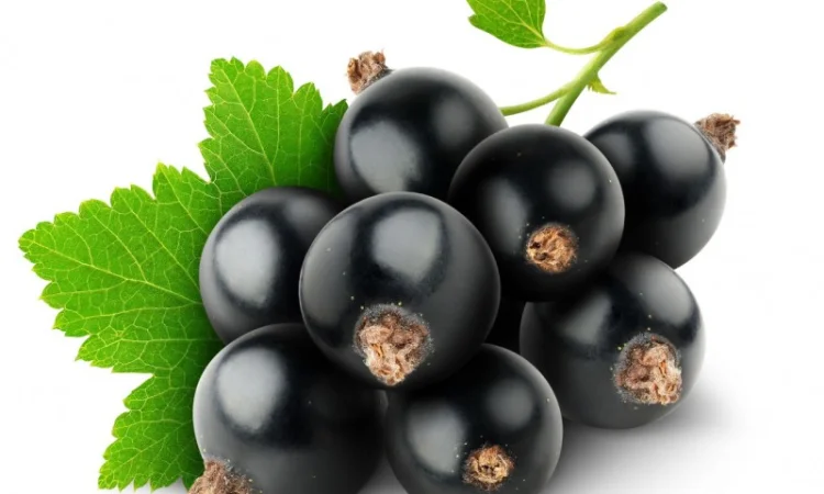 Продажа черной смородины - фото № 1