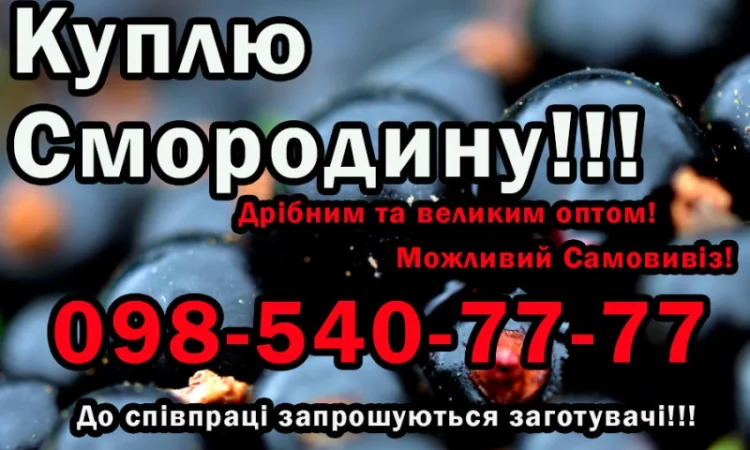 Купую Смородину, дрібним та великим оптом! Самовивіз - фото № 1