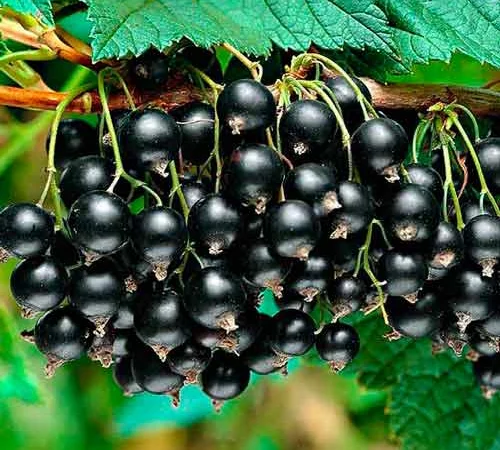 Куплю чорну смородину - фото № 1