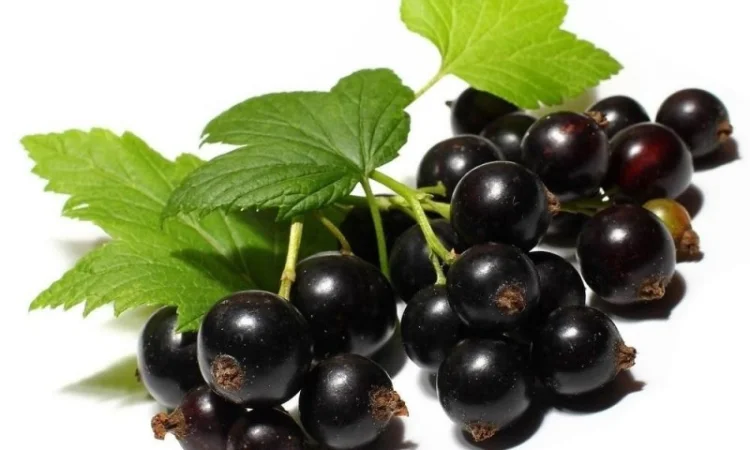 Закупка Смородини - фото № 1