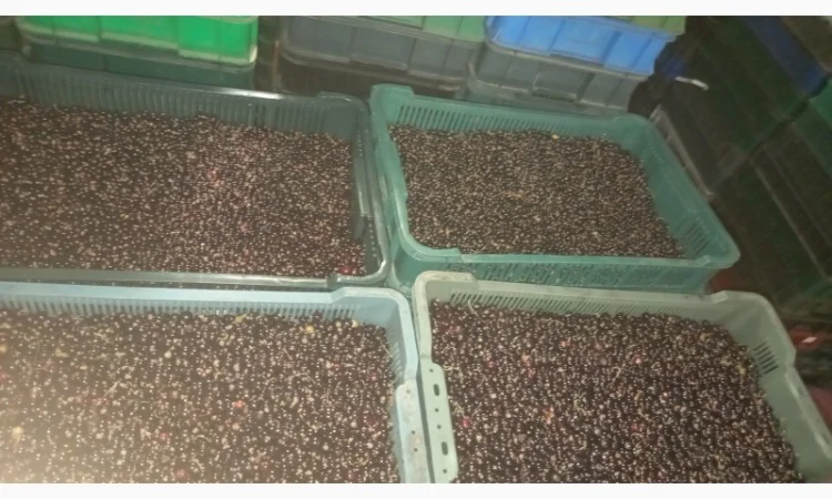 Чорна Смородина - фото № 1