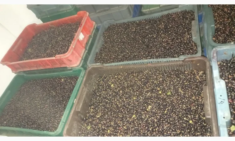 Чорна Смородина - фото № 2