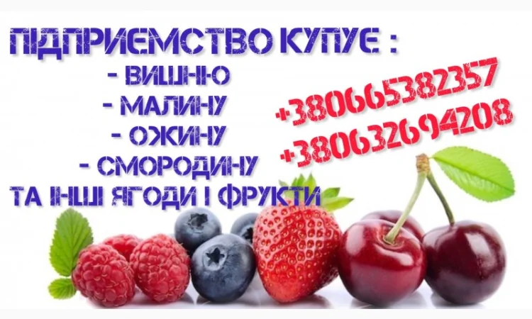 Куплю чорну смородину - фото № 1