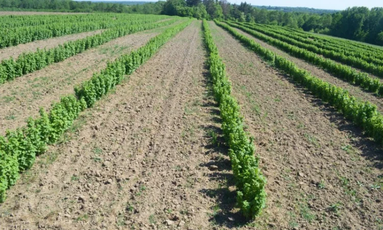 Ягоди смородини чорної продам - фото № 1