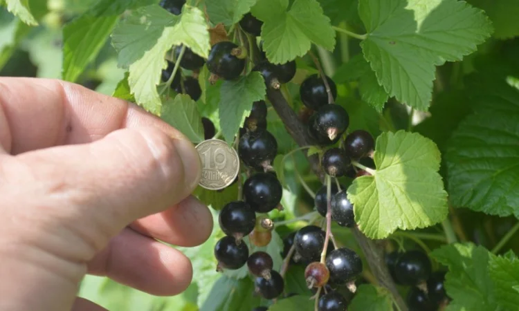 Ягоди смородини чорної продам - фото № 3