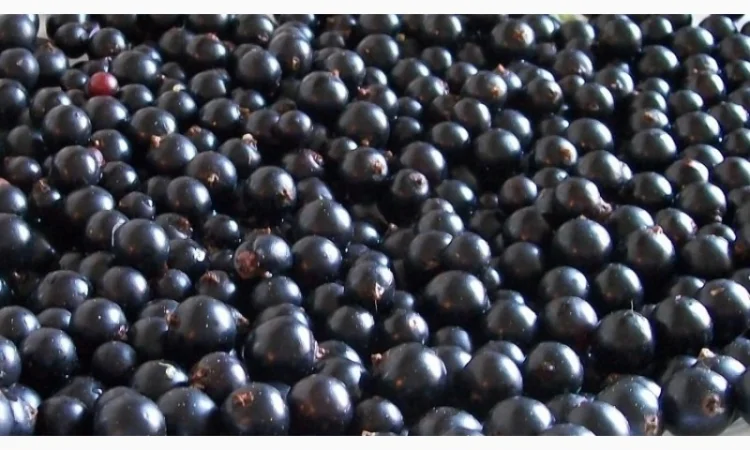 Закуповлюємо чорну смородину для заморозки.-Дорого - фото № 1