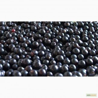 Закупляєм чорну смородину на заморозку, переробку - фото № 1