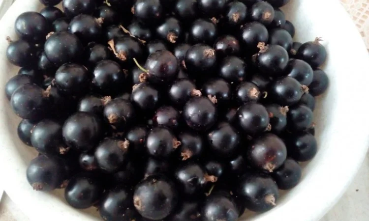 Купимо заморожену чорну смородину від 20 тон оптом - фото № 1