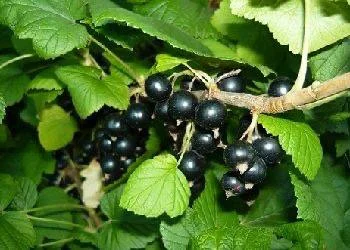 Шукаємо постачальників чорної смородини по всій Україні від 5 тон - фото № 1