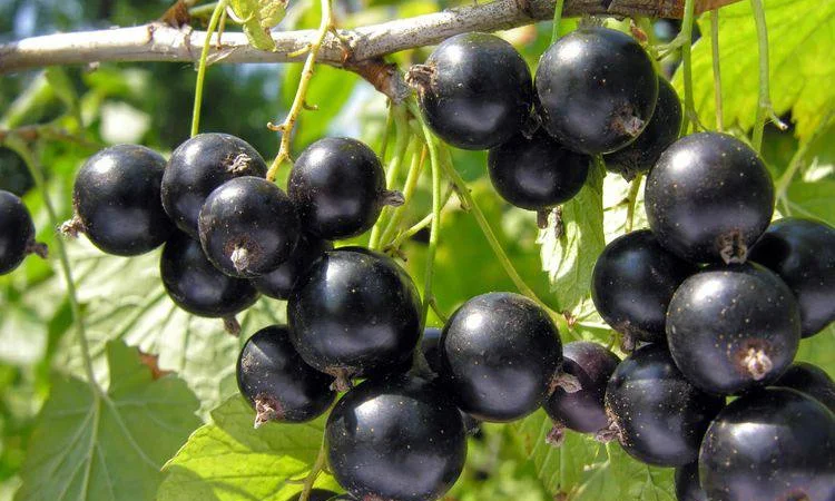 Куплю оптом чёрную смородину, покупаем по всей Украине - фото № 1