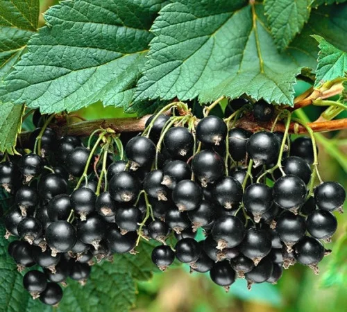 Куплю чорну смородину на заморозку від 5 тонн - фото № 1