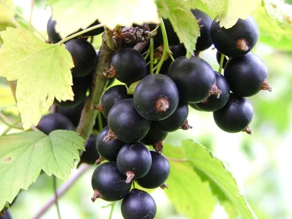 Куплю чорну смородину на заморозку оптом від 5 тонн - фото № 1