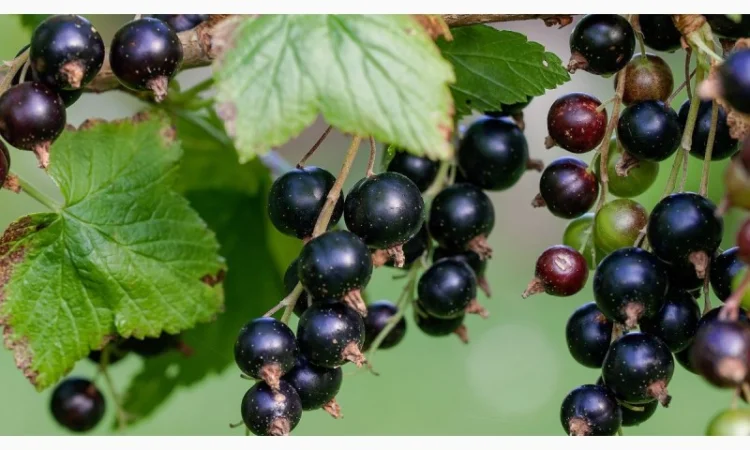 Куплю чорну смородину оптом - фото № 1