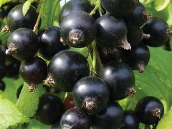 Продаємо чорну смородину, сорт Софія - фото № 1