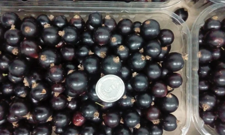 Продаємо чорну смородину, сорт Софія - фото № 2