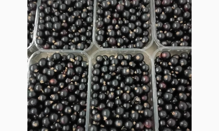 Продаємо чорну смородину, сорт Софія - фото № 3