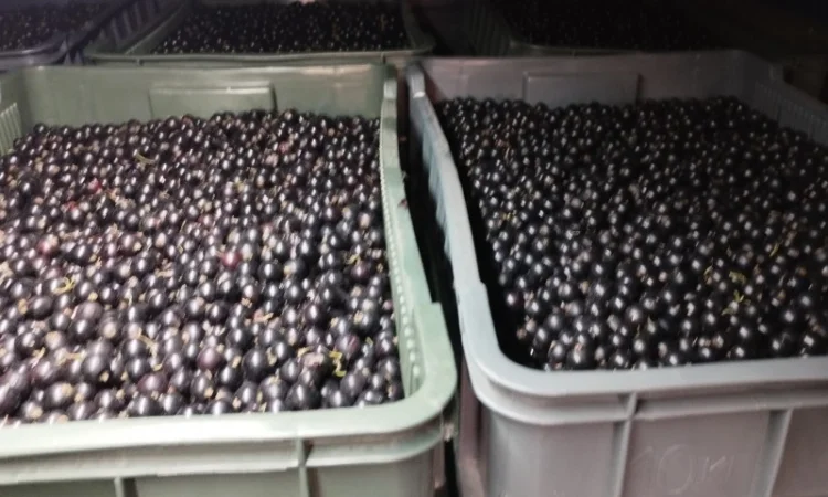 Куплю чорну та червону смородину - фото № 1