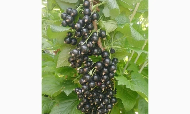 Продам ягоду чорної смородини - фото № 1