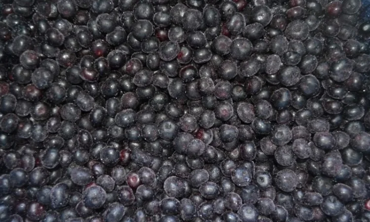 Черника Афини - фото № 1