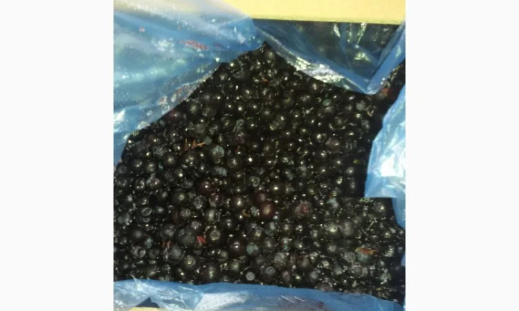 Черника Афини - фото № 2