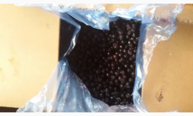 Черника Афини - фото № 3