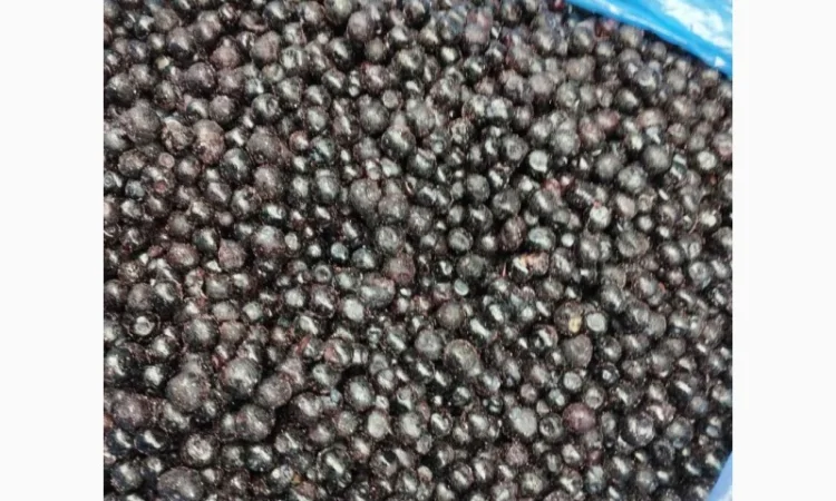 Чорниця заморожена Б- клас - фото № 1