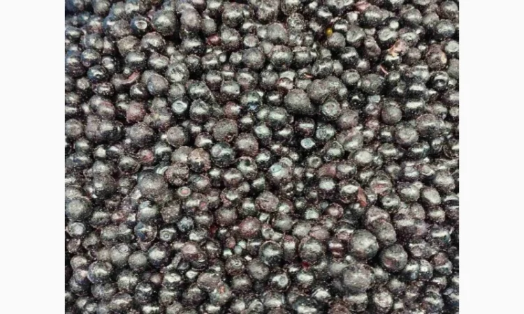 Чорниця заморожена Б- клас - фото № 2